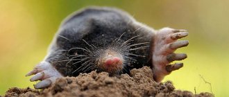 How to get rid of moles on the site