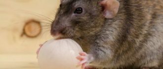 How to get rid of rats in a private house: effective methods