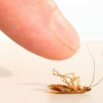 Как избавиться от тараканов: лучшие народные средства