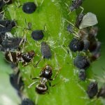 How to get rid of aphids: the best folk remedies