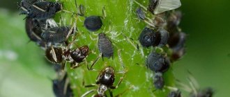 How to get rid of aphids: the best folk remedies