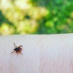 How do ticks move and attack? Can ticks fly, jump and run fast? 