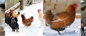 How to keep chickens in winter