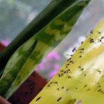 How to eliminate flies in flower soil?