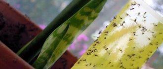 How to eliminate flies in flower soil?