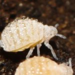 how to recognize root mite