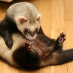 How to remove fleas from a ferret