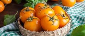 how to prepare yellow tomatoes for the winter