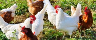 How to get chickens to lay eggs every day