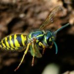 What benefits and harm do wasps bring?
