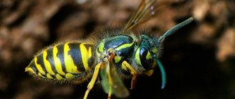 Какую пользу и вред приносят осы