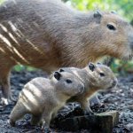 The domestic capybara is the largest rodent in the world