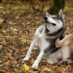 Капли от блох и клещей для собак на холку: какие лучше, принцип действия