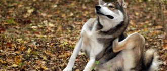 Капли от блох и клещей для собак на холку: какие лучше, принцип действия