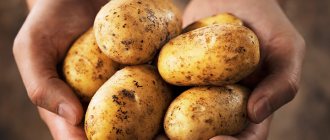potatoes in hands