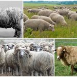 Caucasian breed of sheep