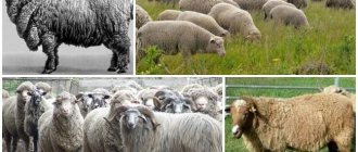 Caucasian breed of sheep