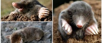 Caucasian mole