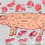 Classic scheme for cutting a pork carcass