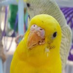 Mites on parrots | Symptoms and treatment of parrots 