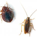 bedbug and cockroach