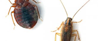 bedbug and cockroach