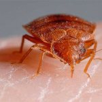 Bedbug on hand