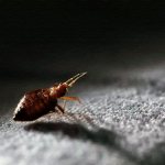 bedbugs bite in bed at night