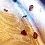 Bedbugs in the mattress