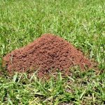 Colony of ants on the lawn