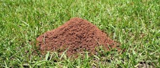 Колония муравьев на газоне