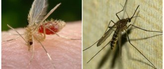 Mosquito (left) and common mosquito (right)