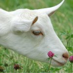 Poledness is the absence of horns in cattle