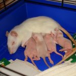 кормление малышей крысят
