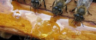 Feeding bees with syrup