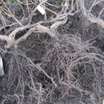 Grape roots