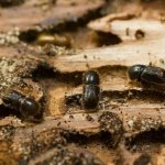 Bark beetles