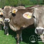 Swiss cows (pictured) are popular all over the world and are prized for their very high quality milk.