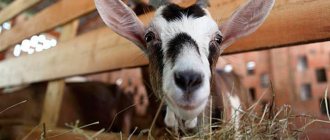 goat eats hay