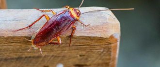 Red cockroach