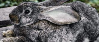 The female rabbit tears down the fluff, but does not make a nest