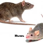 Rat and mouse