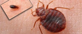 Who eats bedbugs