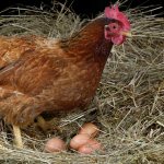 Chicken on eggs picture