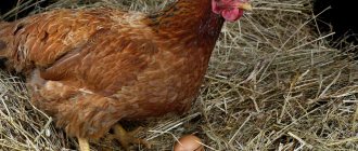 Chicken on eggs picture