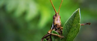Grasshopper in the grass, photo photography insects