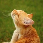 Лечение расчесов у кошки дома