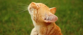 Treatment for scratching in cats at home