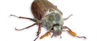 May beetle photo