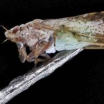 Mexican psyllid (Diaphorina citri), photo photography insects